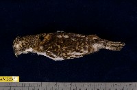 藏品(鵂鶹)的圖片